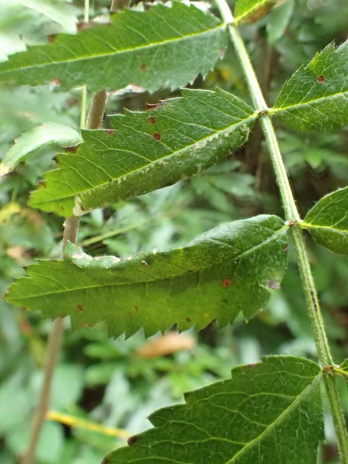 Rowan Midget (Phyllonorycter sorbi) photographed in Kent by Dave Shenton 