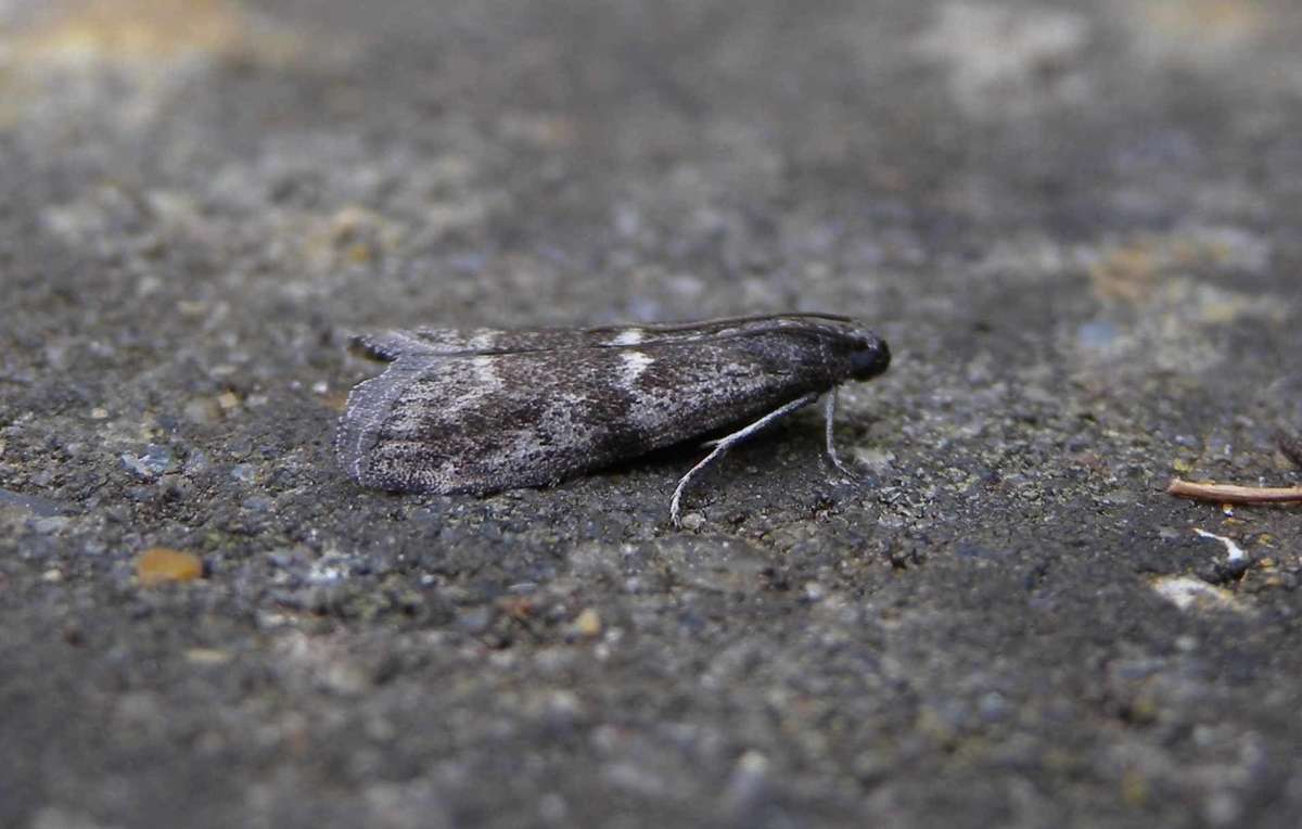 Heath Knot-horn (Apomyelois bistriatella) photographed in Kent by Andrew Lawson