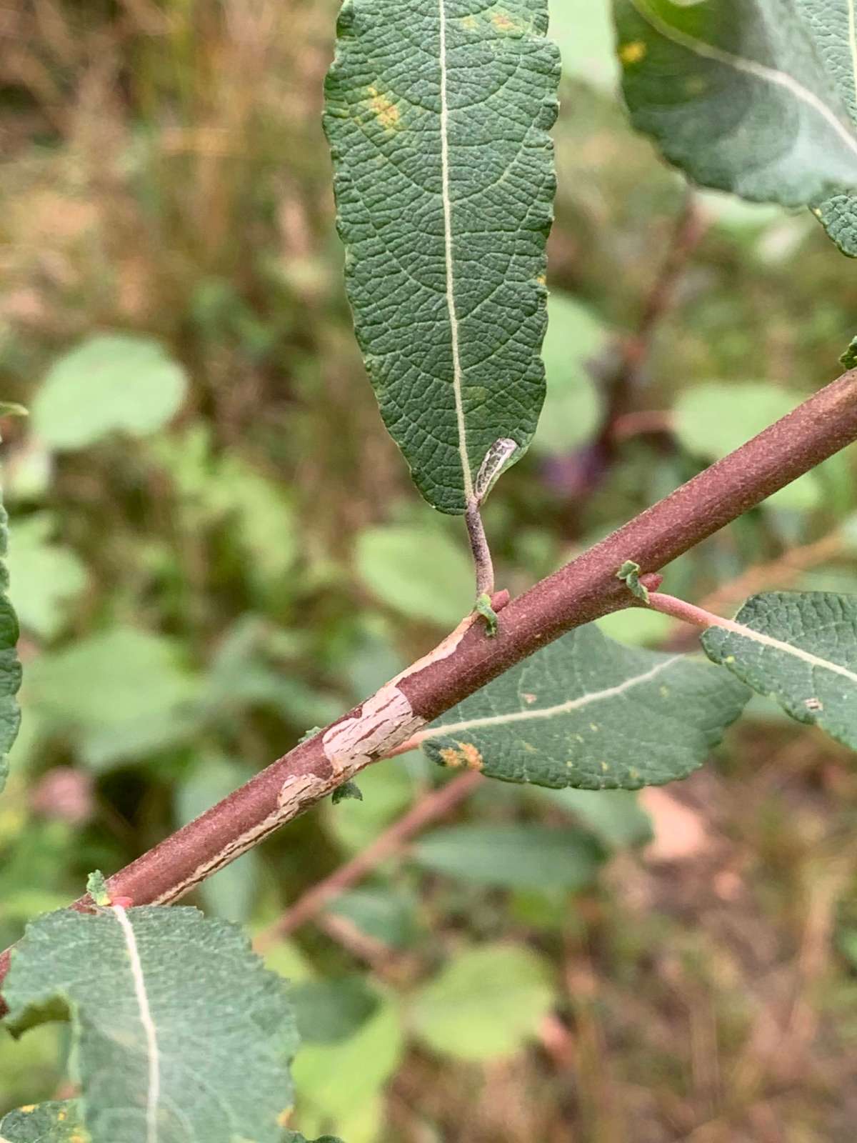 New Sallow Bent-wing (Phyllocnistis ramulicola) photographed in Kent by Dave Shenton 