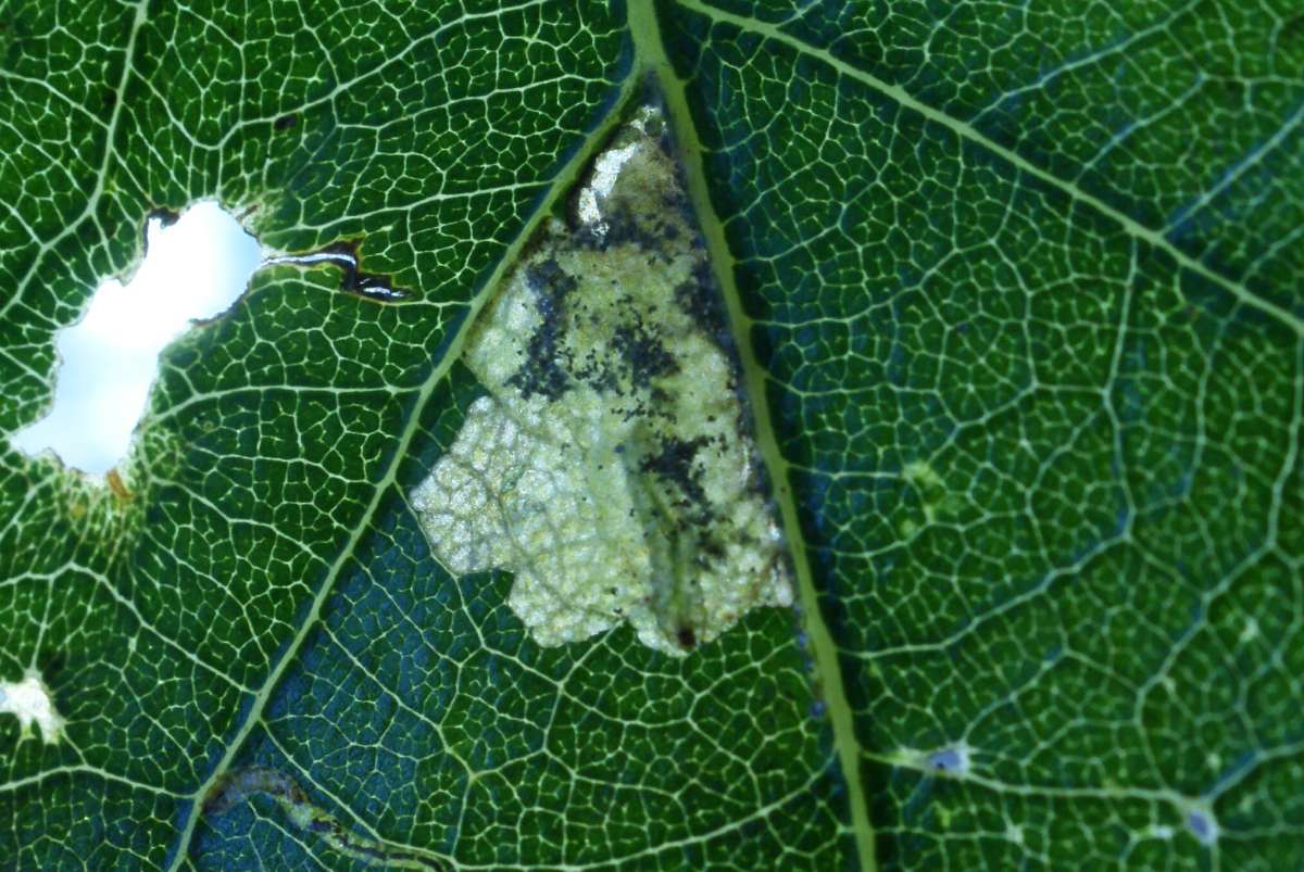 Spotted Black Pigmy (Ectoedemia subbimaculella) photographed at Aylesham  by Dave Shenton 