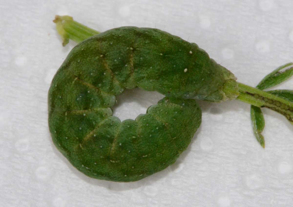 Small Angle Shades (Euplexia lucipara) photographed in Kent by Alan Stubbs 