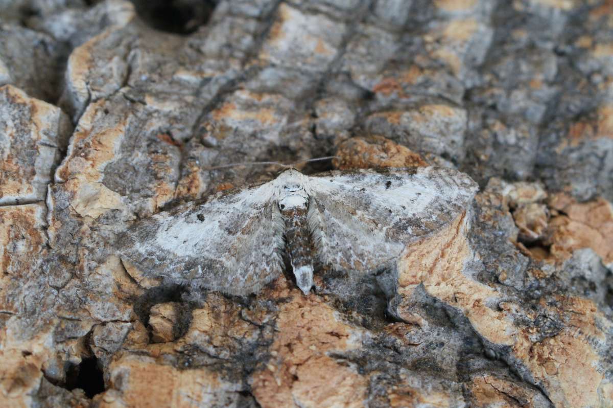 Bordered Pug (Eupithecia succenturiata) photographed at Aylesham  by Dave Shenton 