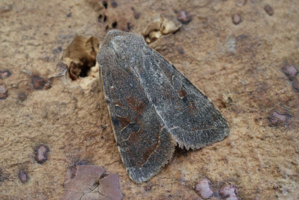 Clouded Drab (Orthosia incerta) photographed at Aylesham  by Dave Shenton 