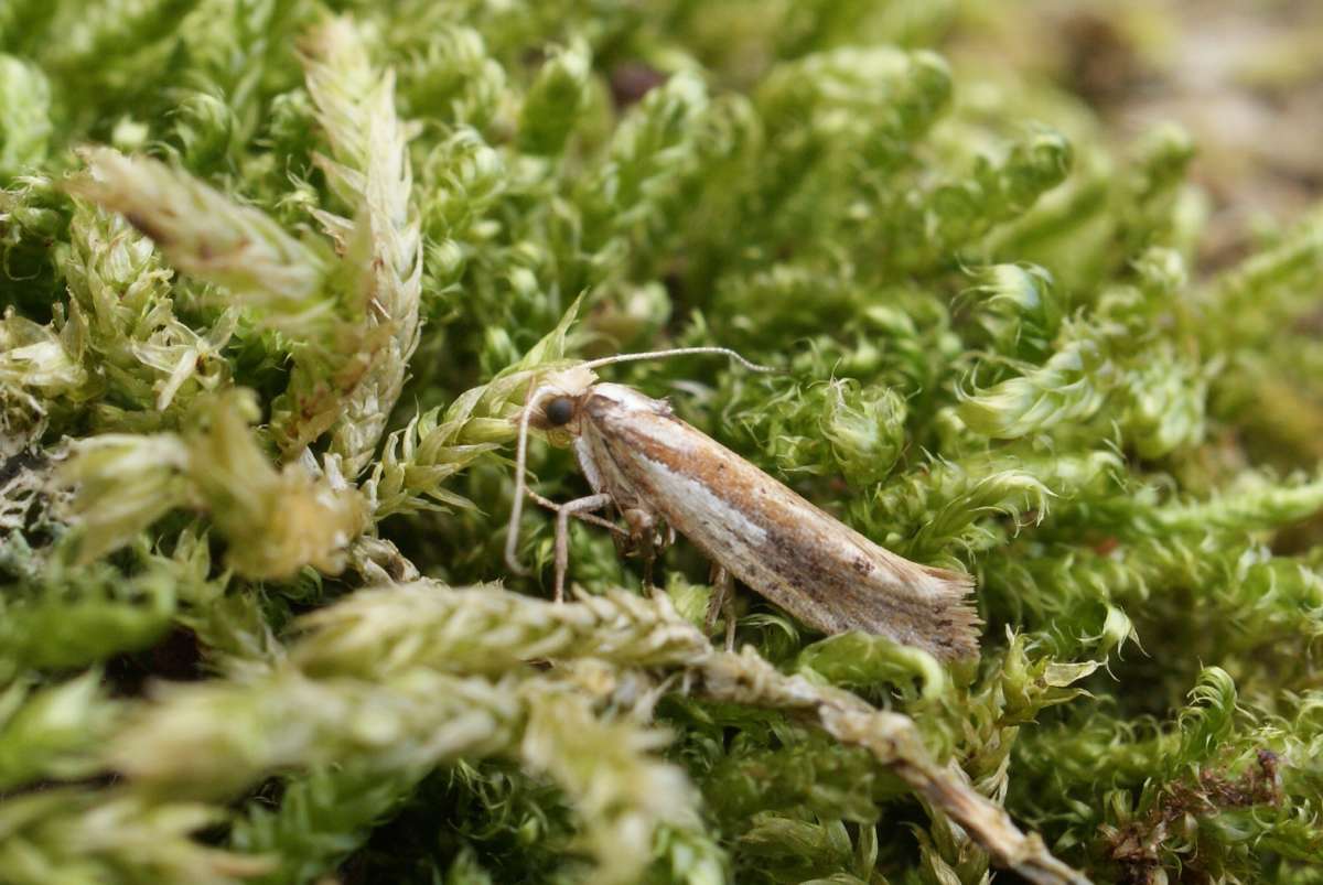 White-shouldered Smudge (Ypsolopha parenthesella) photographed in Kent by Dave Shenton