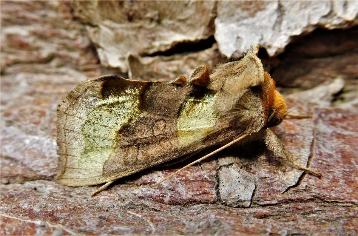 Burnished Brass (Diachrysia chrysitis) photographed in Kent by John Dale