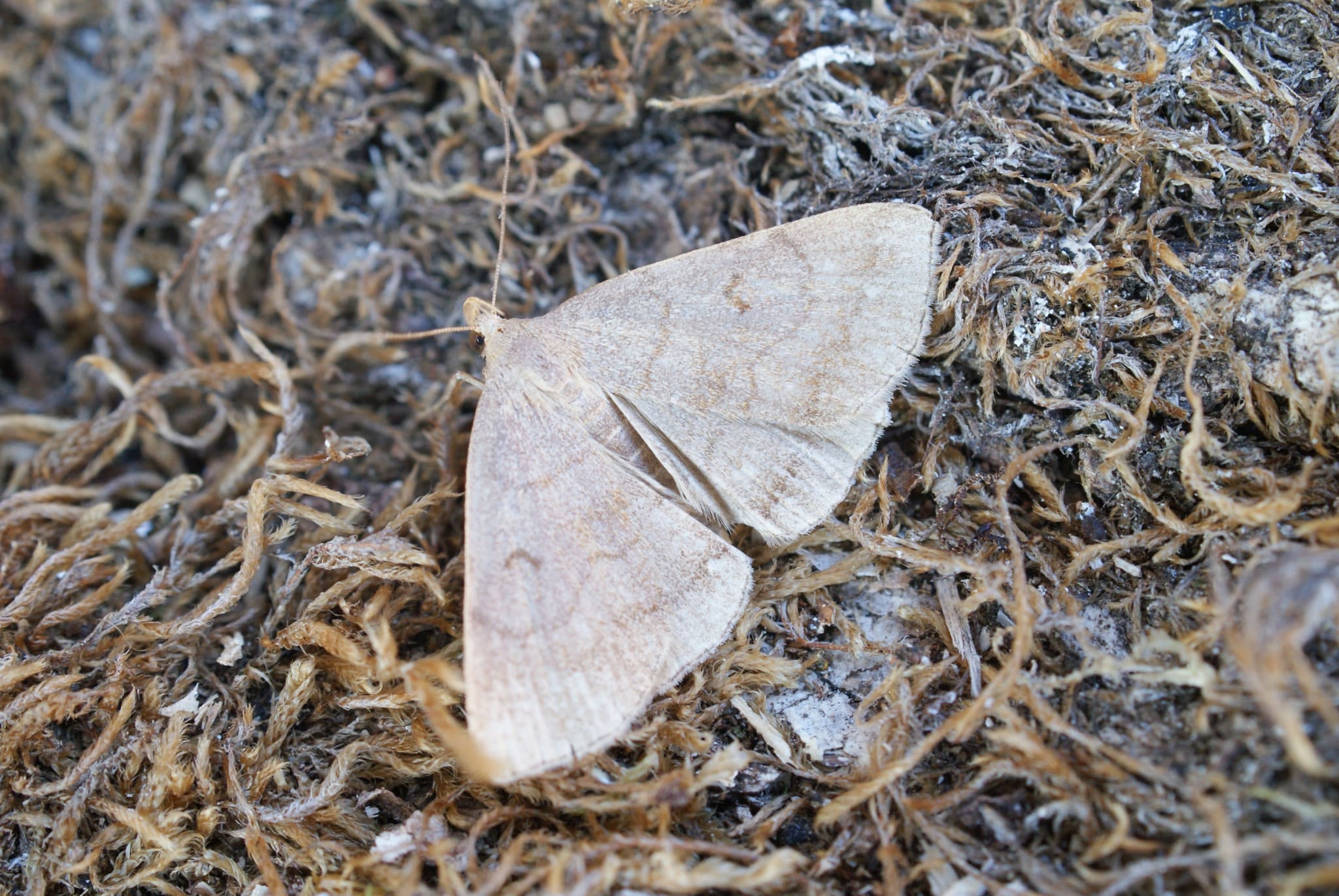 Jubilee Fan-foot (Zanclognatha lunalis) photographed at Las Descargues, France  by Dave Shenton