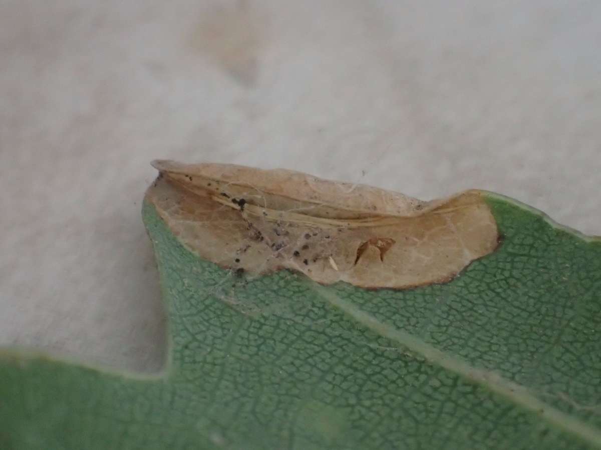 White Oak Midget (Phyllonorycter harrisella) photographed at Aylesham  by Dave Shenton 