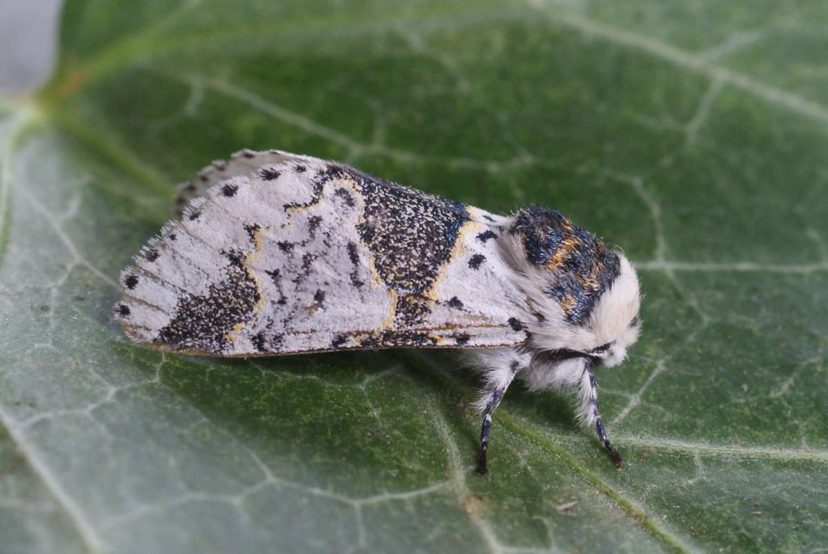 Alder Kitten (Furcula bicuspis) photographed in Kent by Dave Shenton 