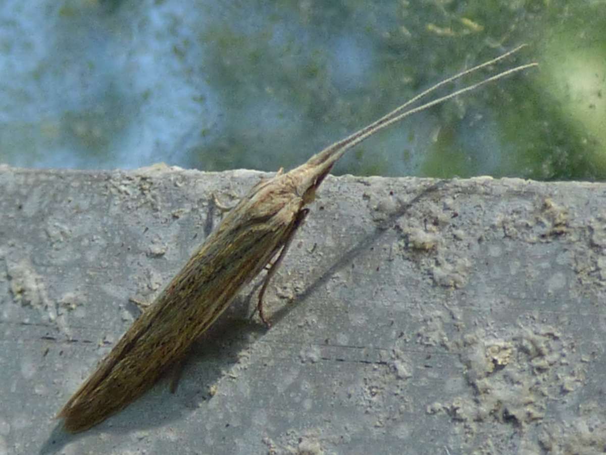 Kent Case-bearer (Coleophora galbulipennella) photographed at Lyminge  by Tony King