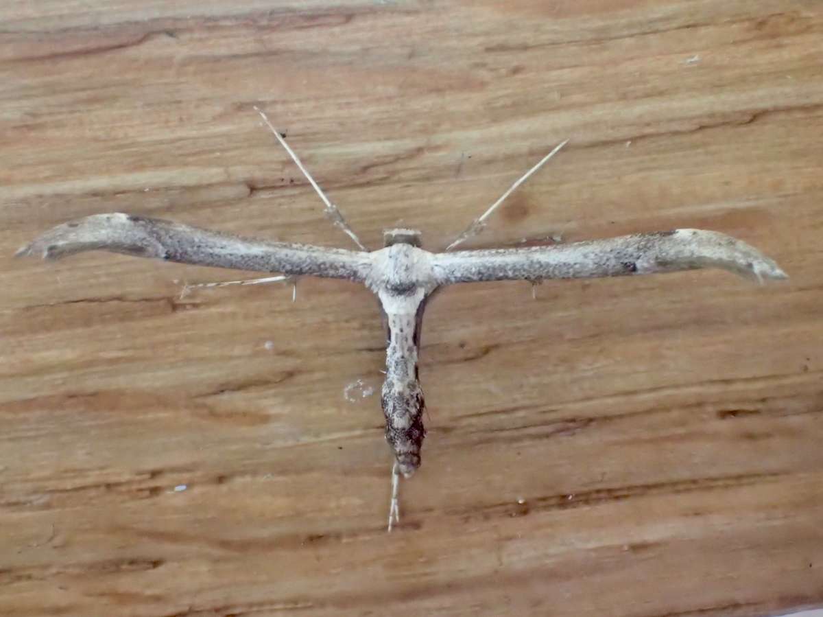 Dusky Plume (Oidaematophorus lithodactyla) photographed at Dering Woods  by Dave Shenton 