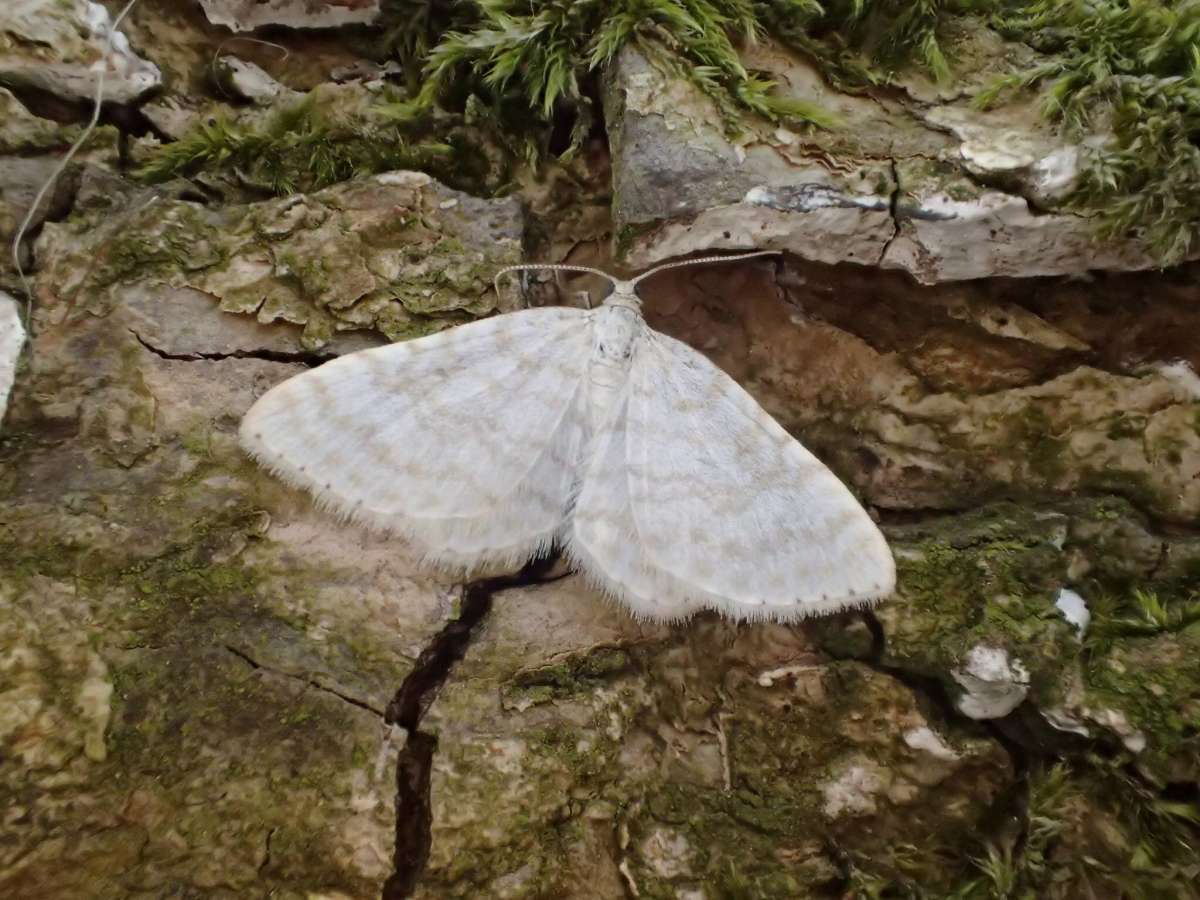 Small White Wave (Asthena albulata) photographed at Jumping Downs LNR by Dave Shenton 