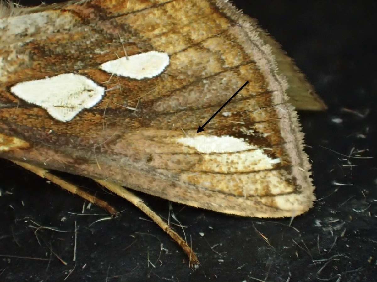 Gold Spot (Plusia festucae) photographed in Kent by Dave Shenton