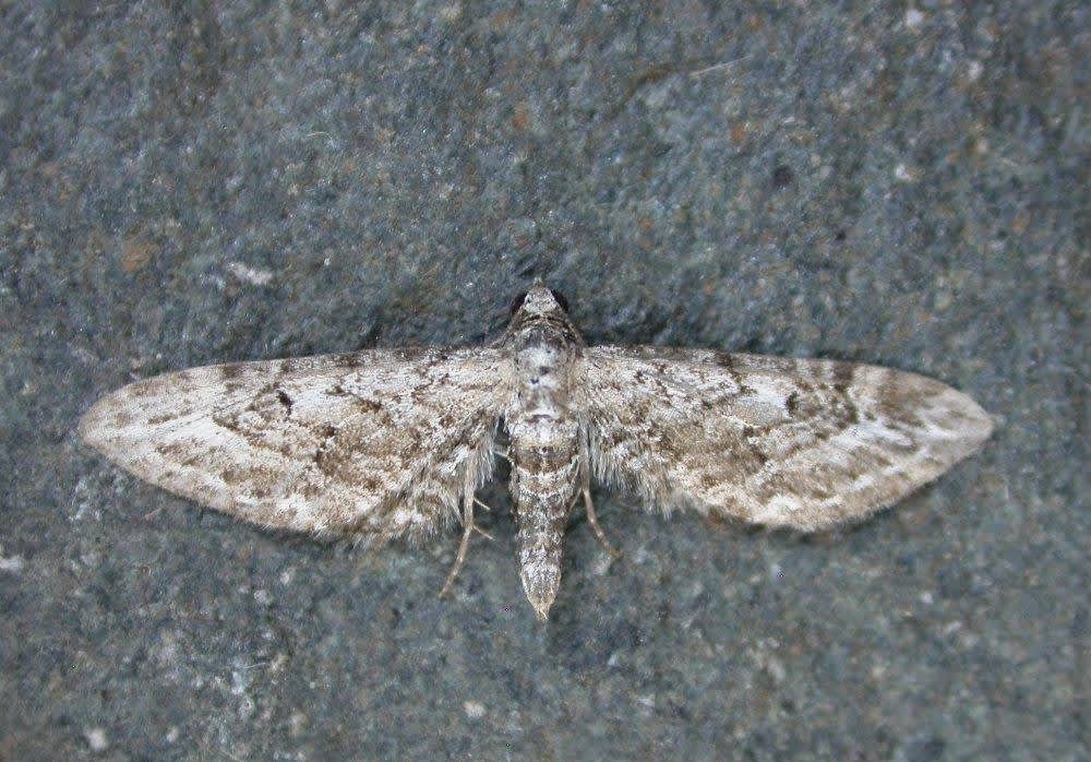 Narrow-winged Pug (Eupithecia nanata) photographed in Kent by Ross Newham 