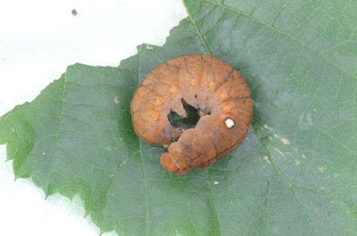 Buff Arches (Habrosyne pyritoides) photographed at Denge Wood by Alan Stubbs 