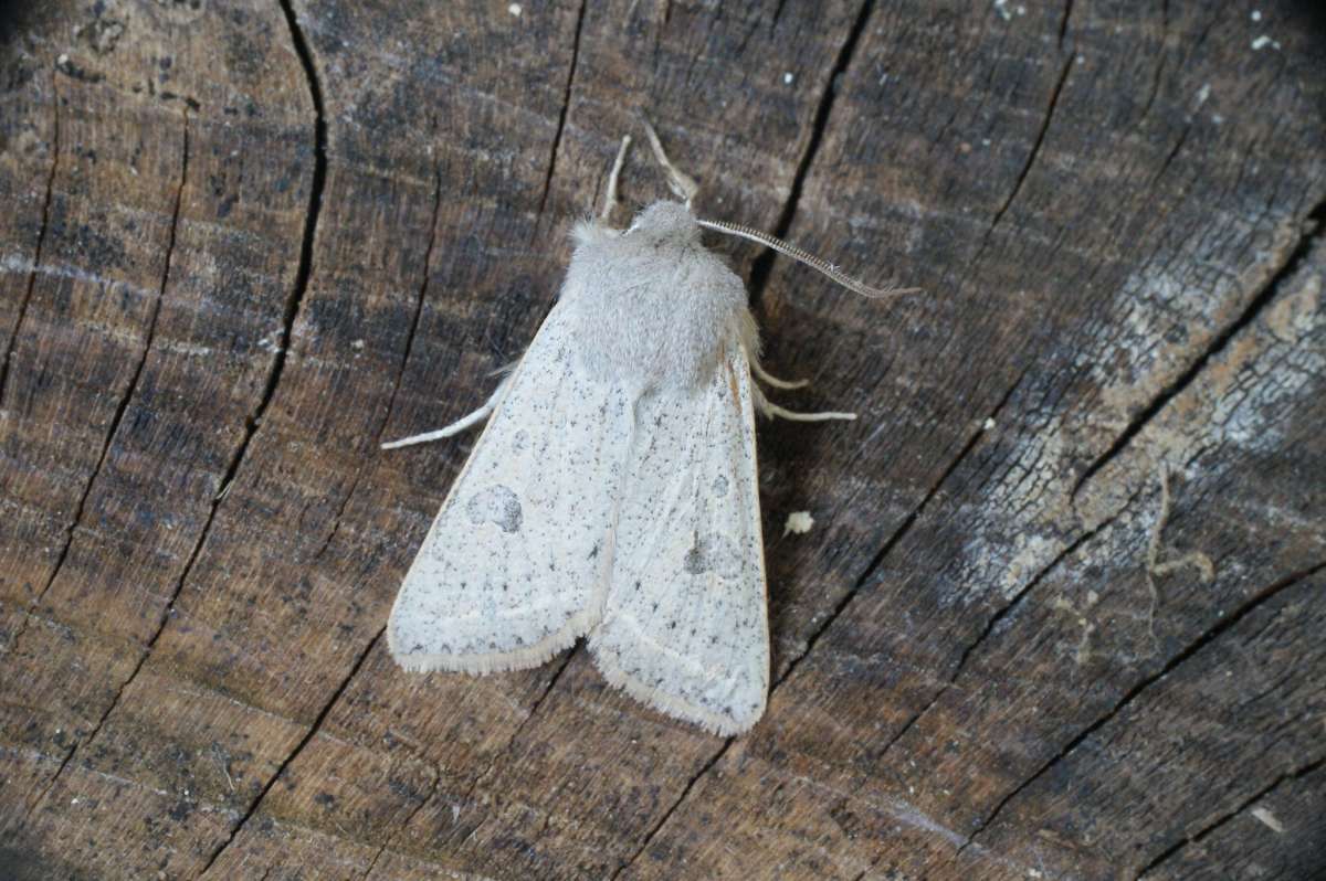 Powdered Quaker (Orthosia gracilis) photographed at Aylesham  by Dave Shenton 