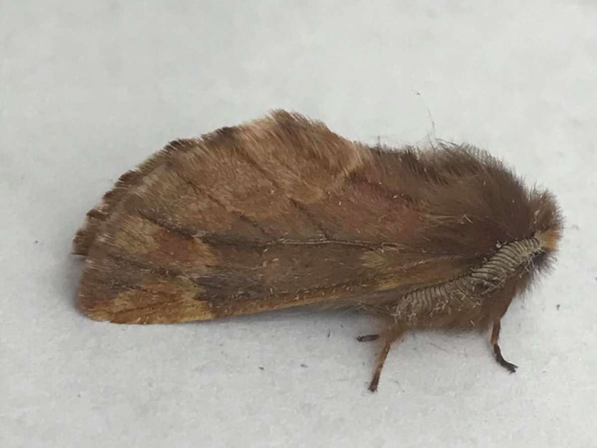 Plumed Prominent (Ptilophora plumigera) photographed in Kent by Andre Farrar 