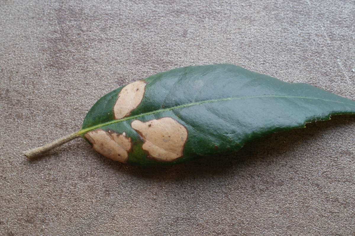 Garden Midget (Phyllonorycter messaniella) photographed in Kent by Dave Shenton 