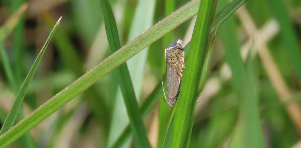 Isle of Wight Piercer (Grapholita gemmiferana) photographed at Kingsdown  by Nige Jarman