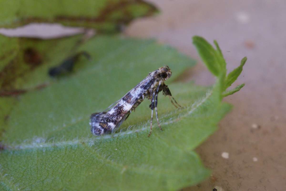 Common Slender (Gracillaria syringella) photographed at Aylesham  by Dave Shenton 