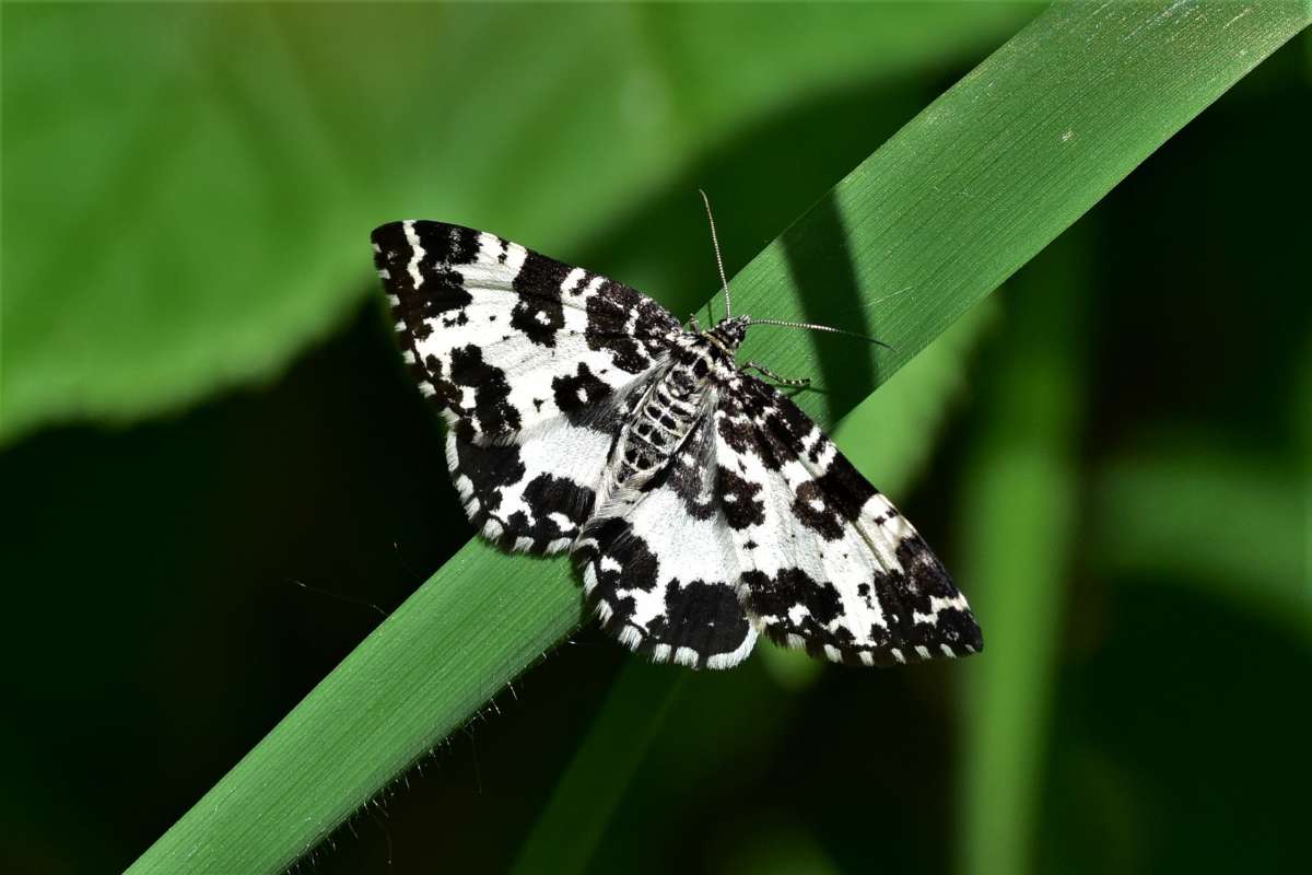 Argent & Sable (Rheumaptera hastata) photographed in Kent by Antony Wren