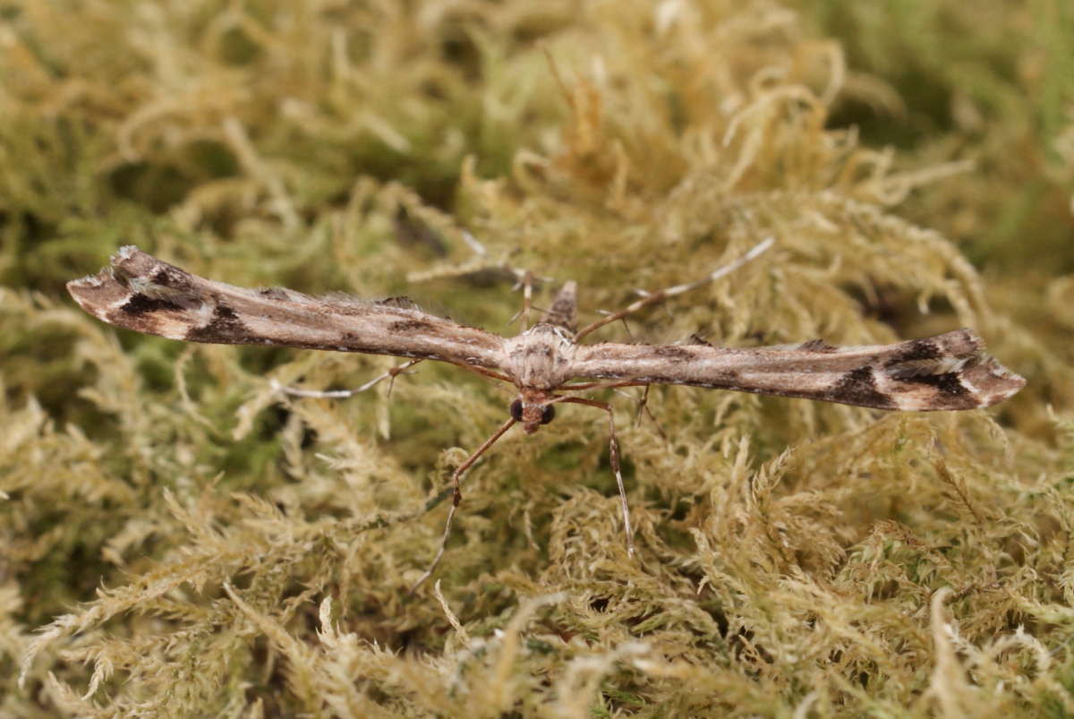 Beautiful Plume (Amblyptilia acanthadactyla) photographed in Kent by Dave Shenton