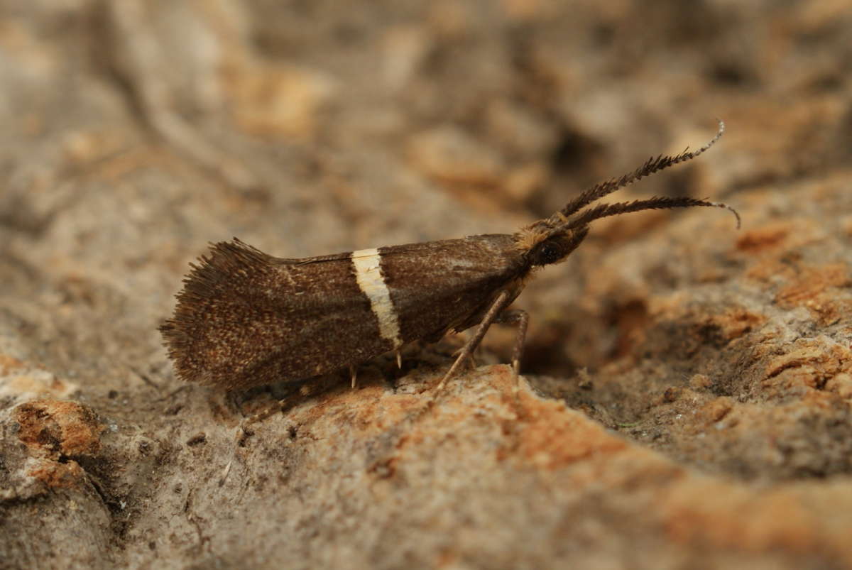 Bitter-cress Diamond-back (Eidophasia messingiella) photographed at Aylesham  by Dave Shenton 