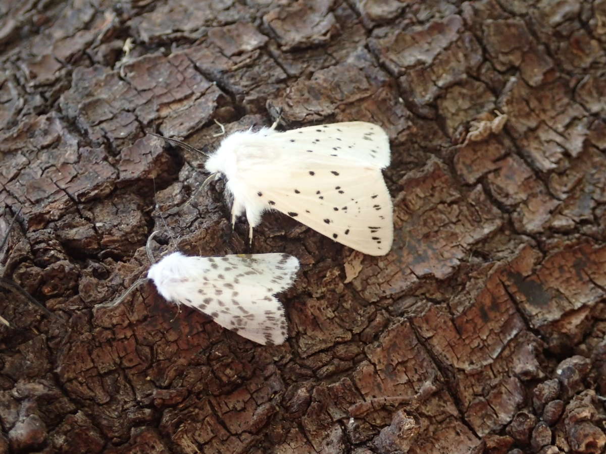 Autumn Webworm (Hyphantria cunea) photographed in Kent by Dave Shenton