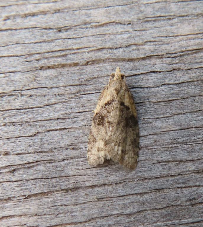 Common Tortrix (Capua vulgana) photographed in Kent by Alan Ford