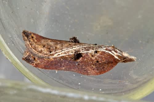 Tufted Button (Acleris cristana) photographed in Kent by Peter Maton 