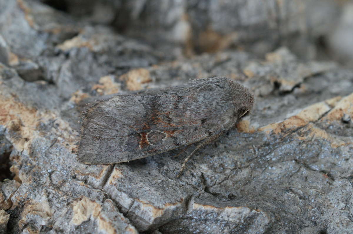 Lead-coloured Drab (Orthosia populeti) photographed in Kent by Dave Shenton 