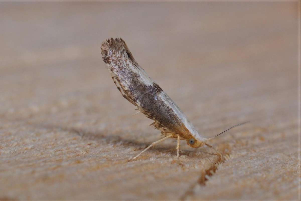 Blackthorn Argent (Argyresthia spinosella) photographed in Kent by Antony Wren