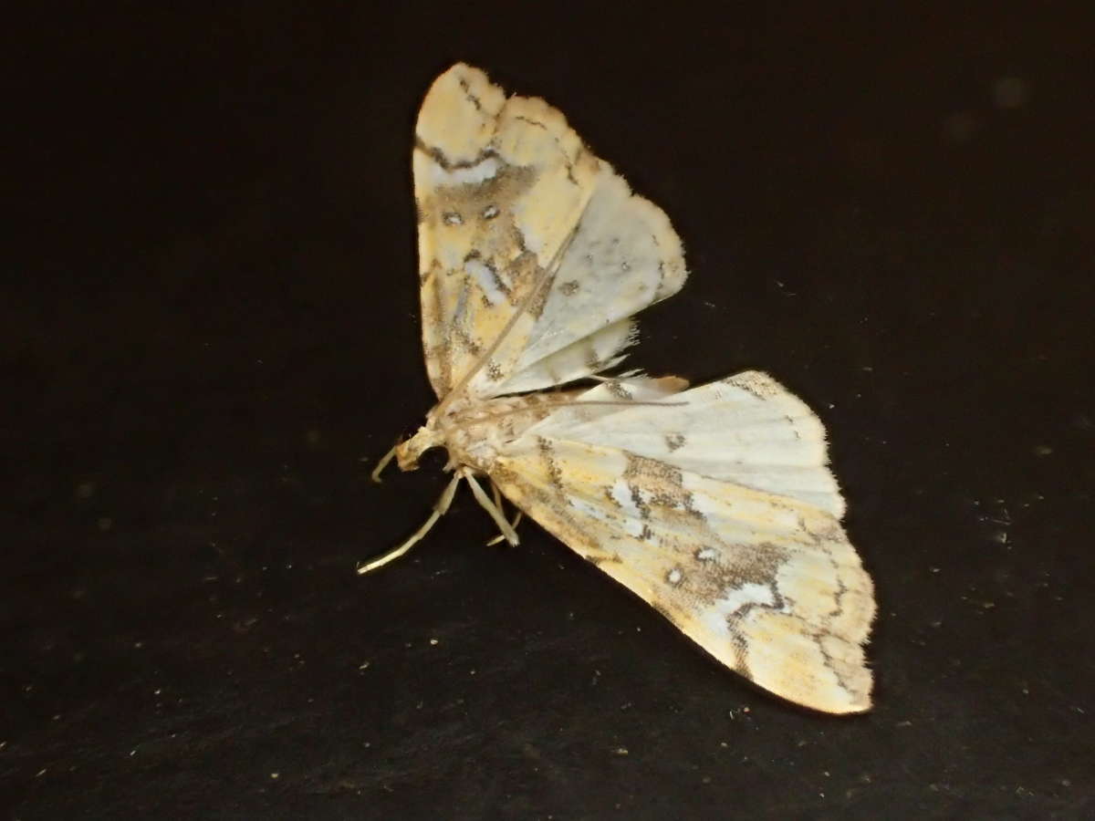 Golden-brown Fern Moth (Musotima nitidalis) photographed at Perry Wood by Dave Shenton 