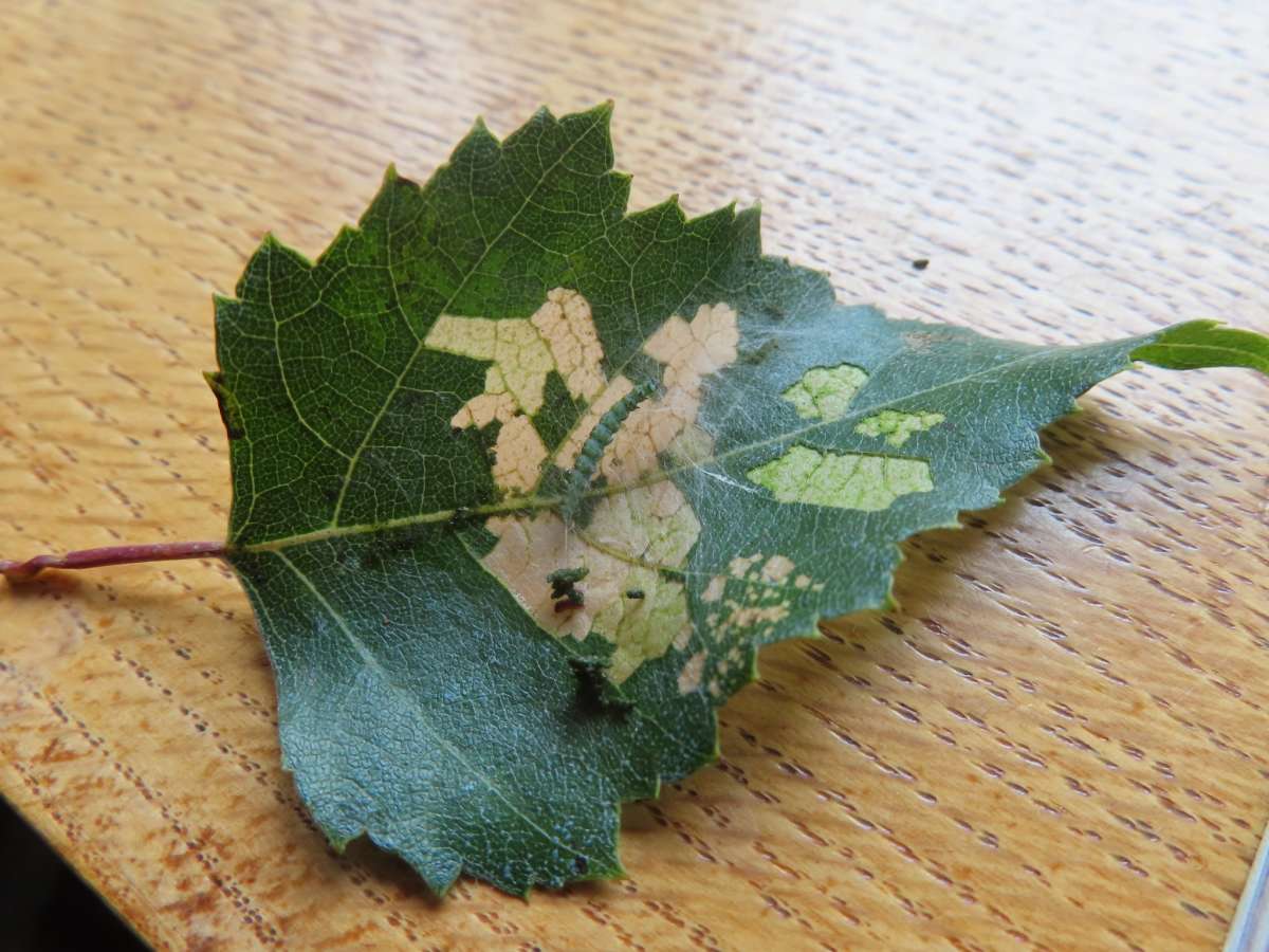 Birch Ermine (Swammerdamia caesiella) photographed in Kent by Alan Ford