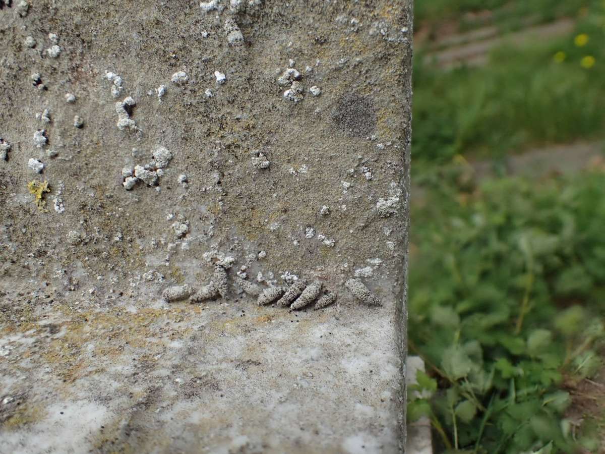 Virgin Bagworm (Luffia lapidella) photographed at Ash Churchyard  by Dave Shenton