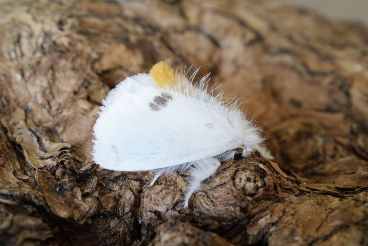 Yellow-tail (Euproctis similis) photographed at Aylesham  by Dave Shenton 