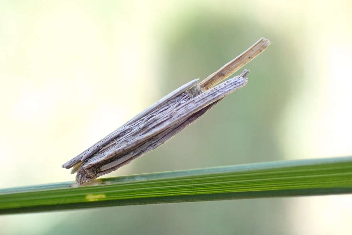 Round-winged Bagworm (Epichnopterix plumella) photographed in Kent by Oliver Bournat