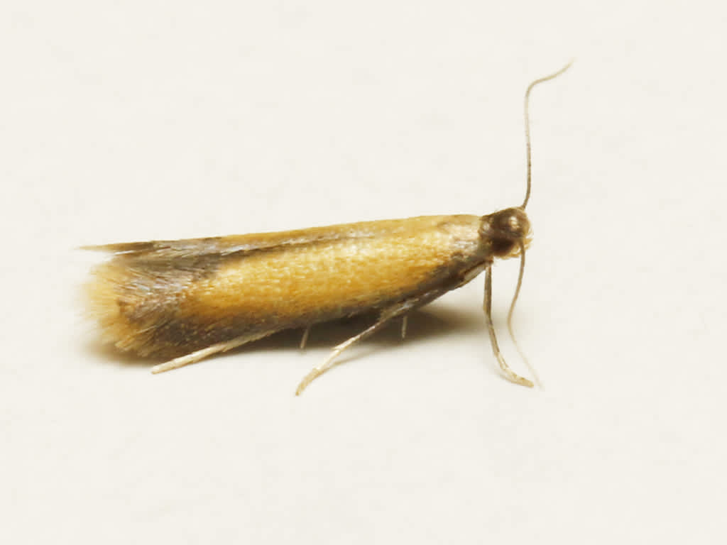 Bordered Carl (Coptotriche marginea) photographed in Kent by David Beadle 