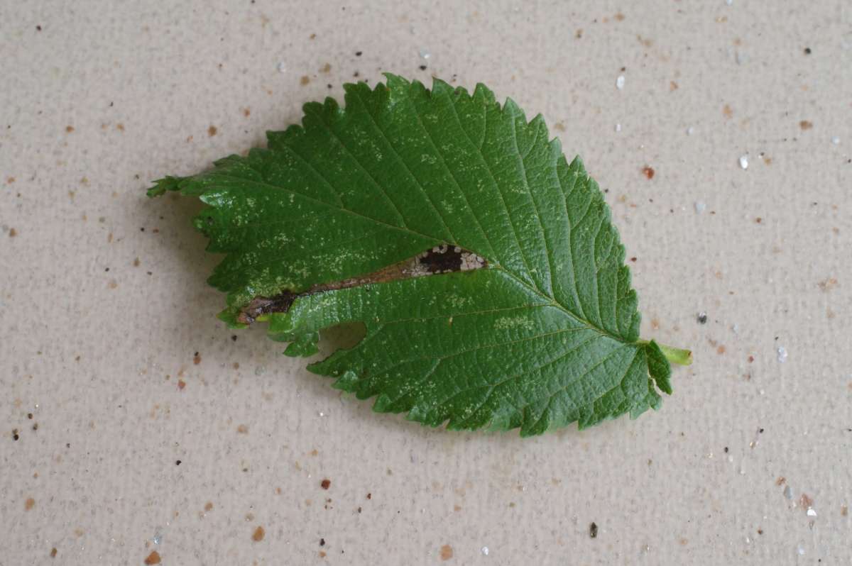 Elm Midget (Phyllonorycter tristrigella) photographed at Aylesham  by Dave Shenton 