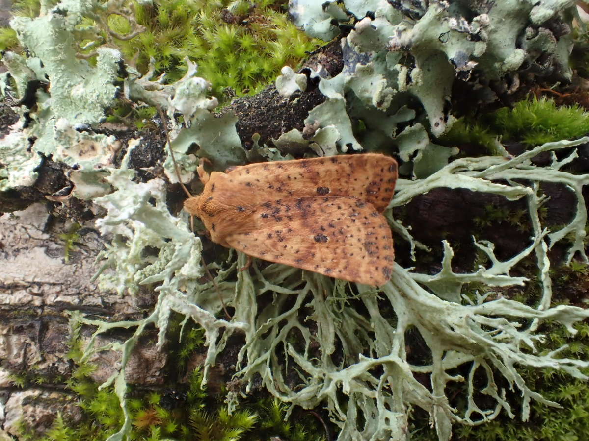 Dotted Chestnut (Conistra rubiginea) photographed in Kent by Dave Shenton