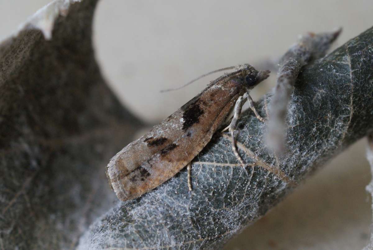 Large Birch Bell (Epinotia brunnichana) photographed in Kent by Dave Shenton 