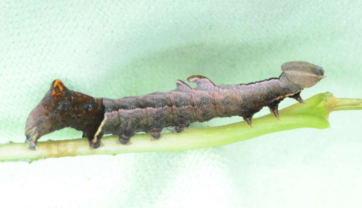 Pebble Prominent (Notodonta ziczac) photographed in Kent by Alan Stubbs 