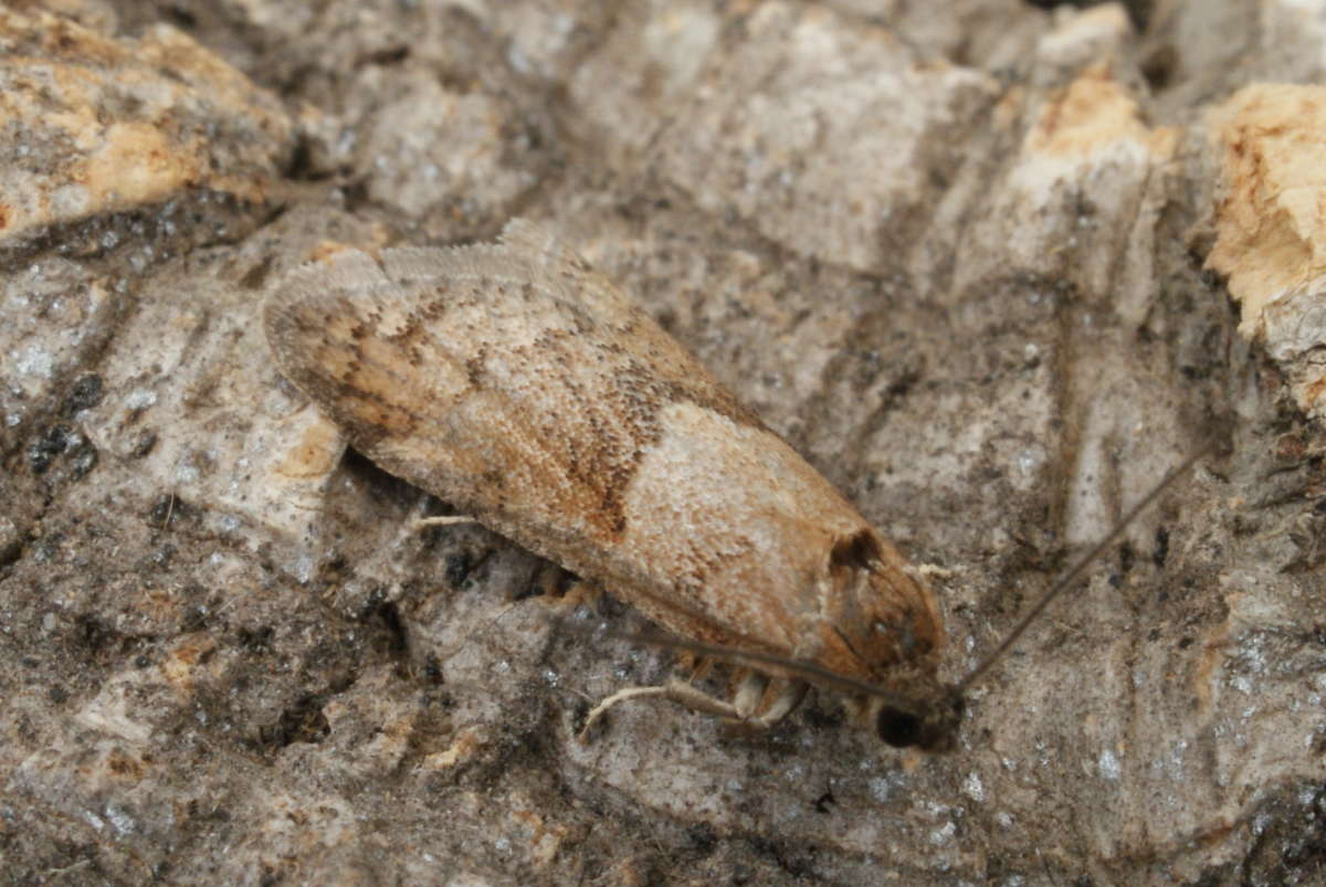 Winter Shade (Tortricodes alternella) photographed in Kent by Dave Shenton 