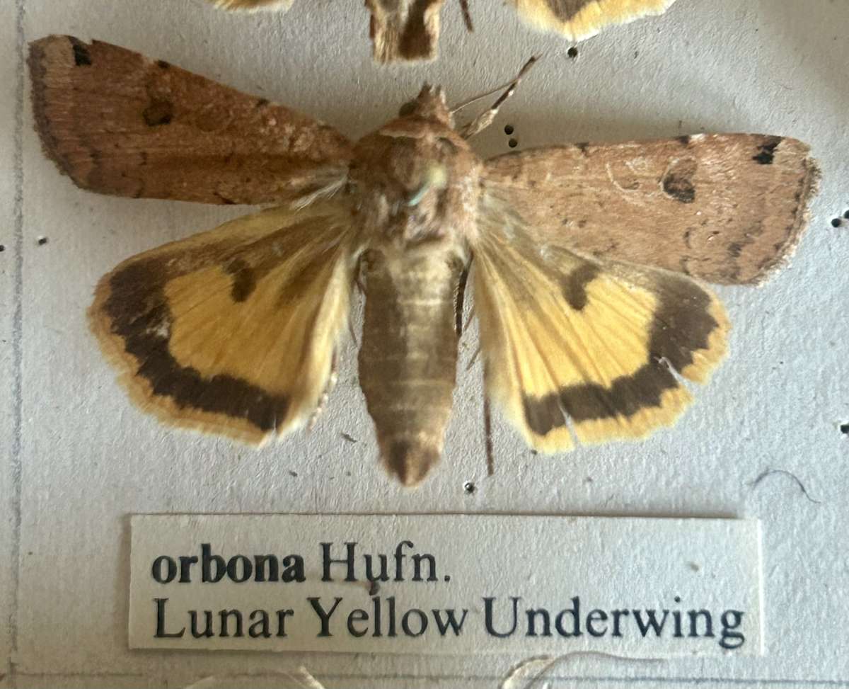 Lunar Yellow Underwing (Noctua orbona) photographed in Kent by Dave Shenton