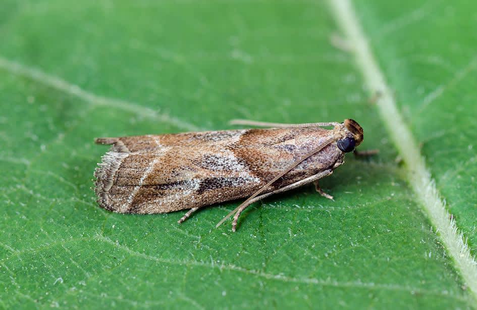 Agate Knot-horn (Nyctegretis lineana) photographed at Sandwich Bay by Darren Taylor 