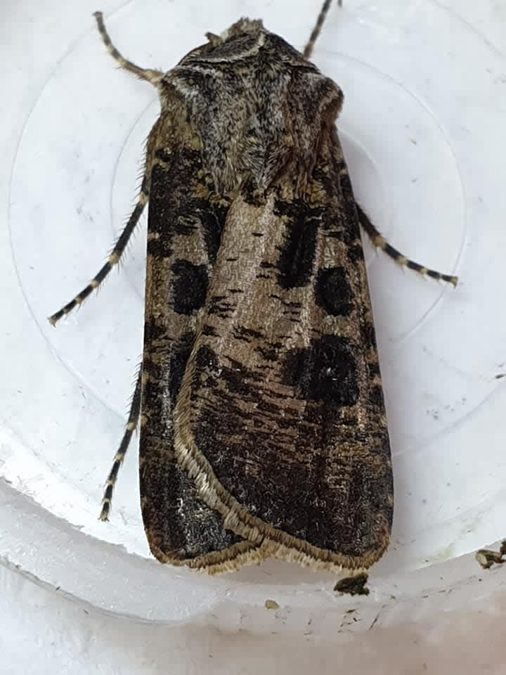 Heart & Club (Agrotis clavis) photographed in Kent by Francesca Partridge