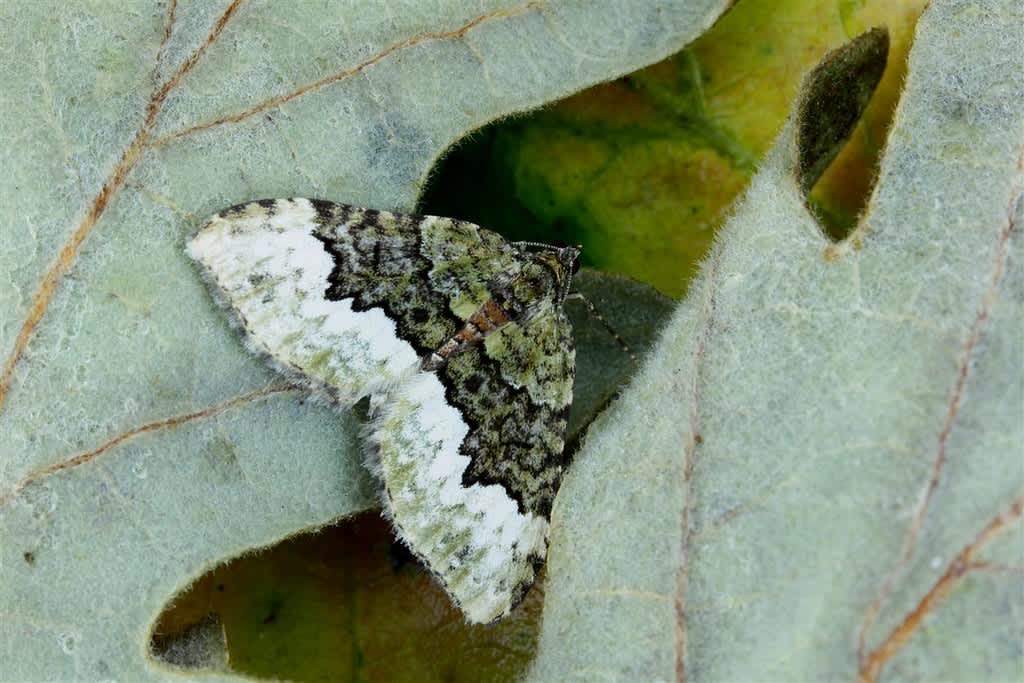 Cloaked Carpet (Euphyia biangulata) photographed in Kent by Carol Strafford 