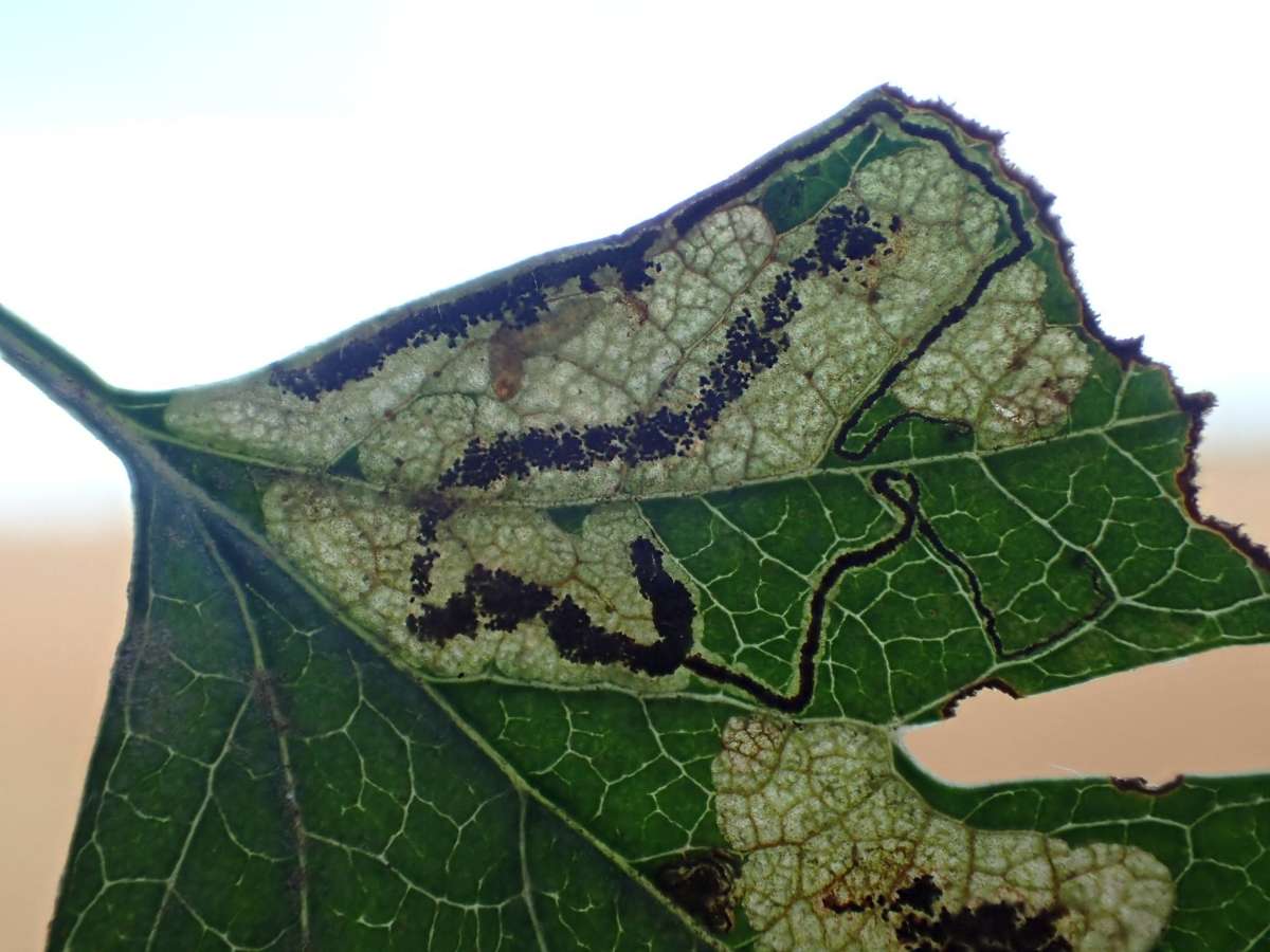 Greenish Thorn Pigmy (Stigmella hybnerella) photographed at Aylesham  by Dave Shenton 