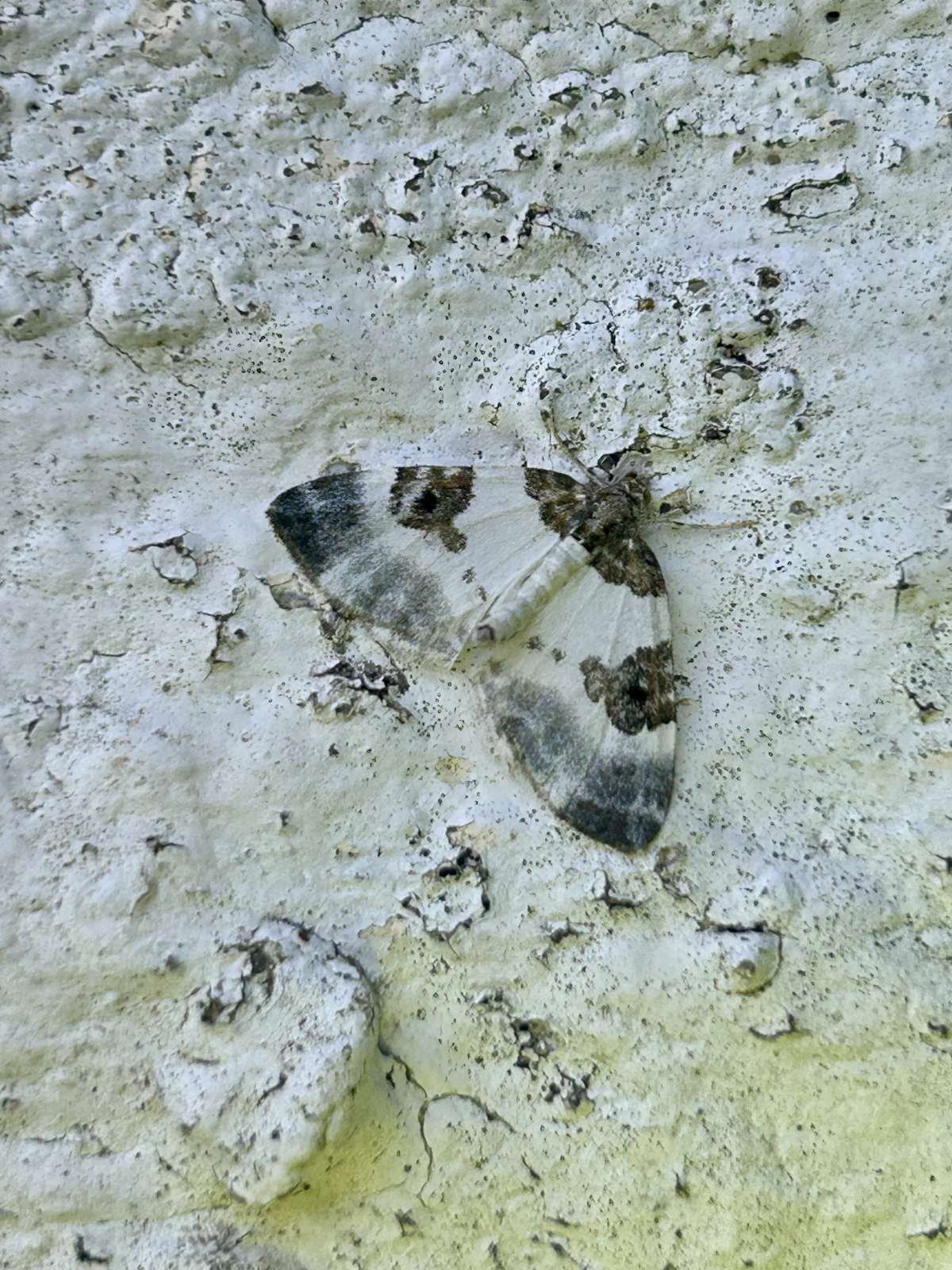 Blue-bordered Carpet (Plemyria rubiginata) photographed in Kent by Dave Shenton