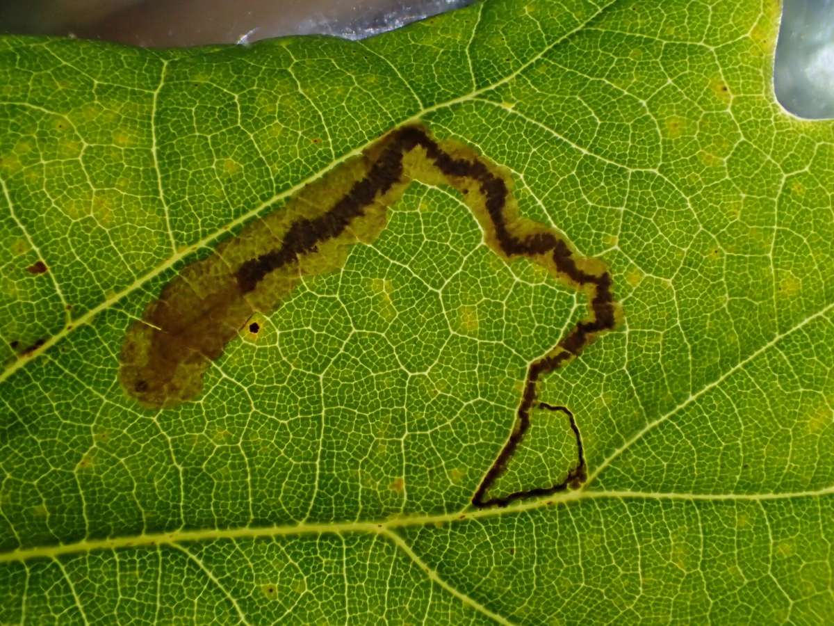 Black-headed Pigmy (Stigmella atricapitella) photographed at Aylesham  by Dave Shenton 