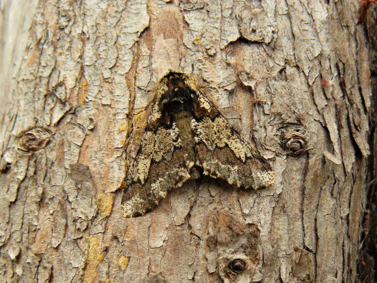 Oak Beauty (Biston strataria) photographed in Kent by Fred Butcher